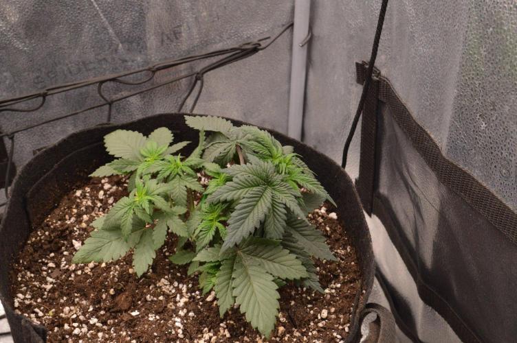 There Is Cheese In My Waffles!. Week 4 - D25