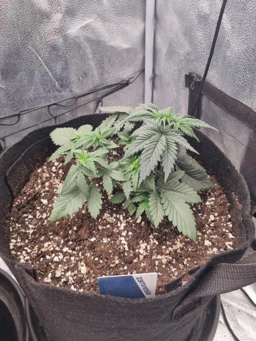 There Is Cheese In My Waffles!. Week 4 - D26