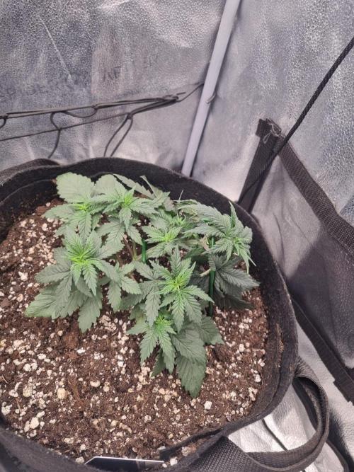 There Is Cheese In My Waffles!. Week 4 - D27
