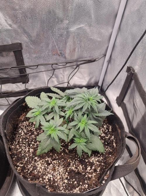 There Is Cheese In My Waffles!. Week 4 - D28