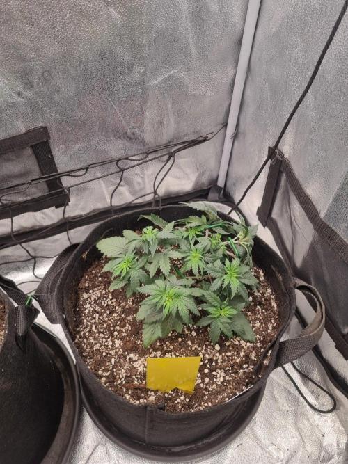 There Is Cheese In My Waffles!. Week 4 - D29