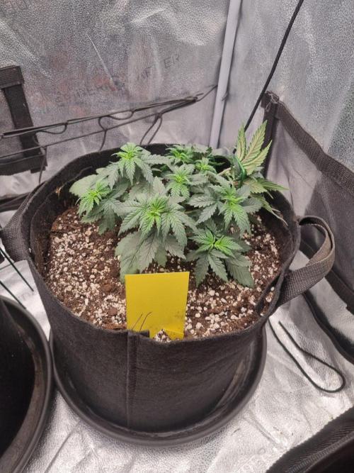 There Is Cheese In My Waffles!. Week 4 - D30