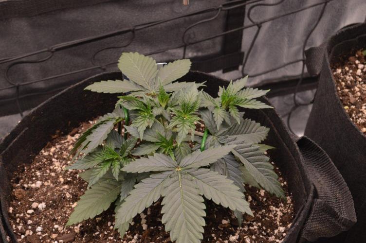 A New Generation Of Haze?!. Week 4 - D24