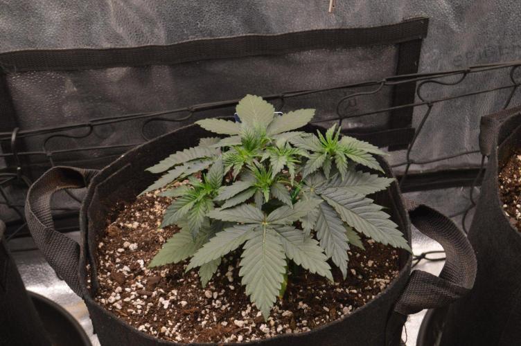 A New Generation Of Haze?!. Week 4 - D25