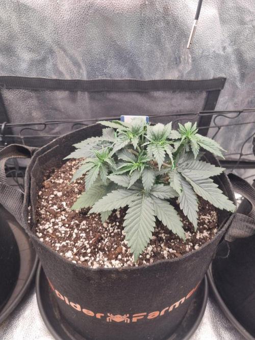A New Generation Of Haze?!. Week 4 - D26