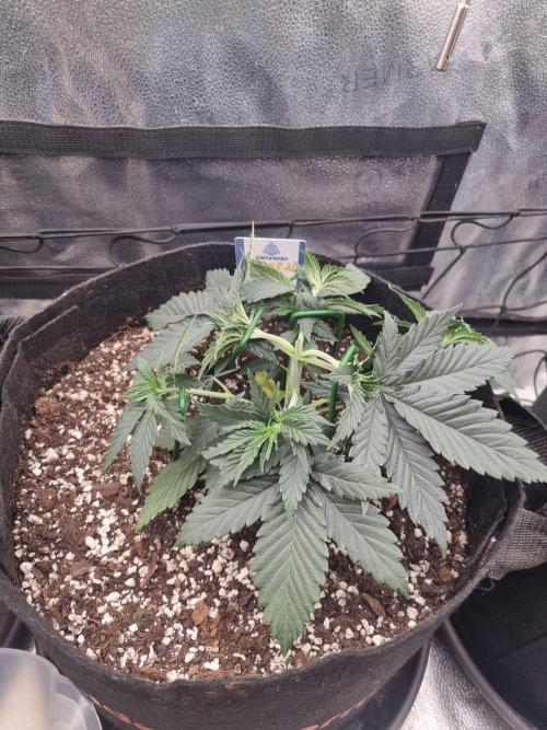 A New Generation Of Haze?!. Week 4 - D27
