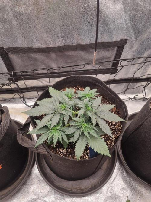 A New Generation Of Haze?!. Week 4 - D28