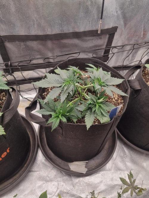 A New Generation Of Haze?!. Week 4 - D29