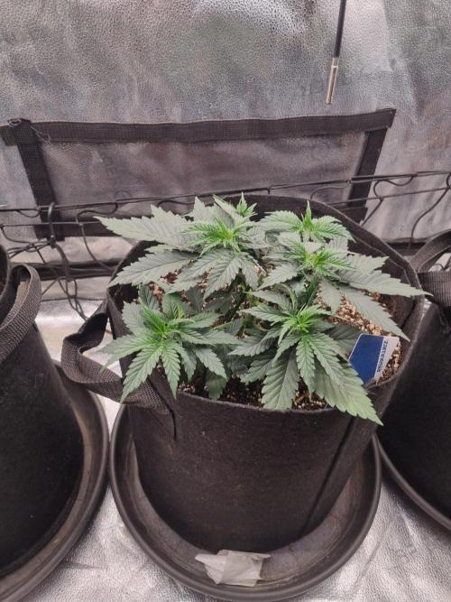 A New Generation Of Haze?!. Week 4 - D30