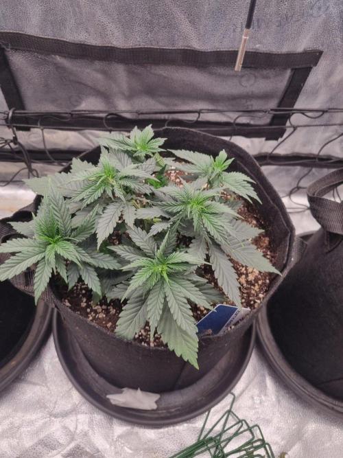 A New Generation Of Haze?!. Week 5 - D30