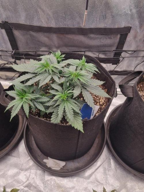 A New Generation Of Haze?!. Week 5 - D29
