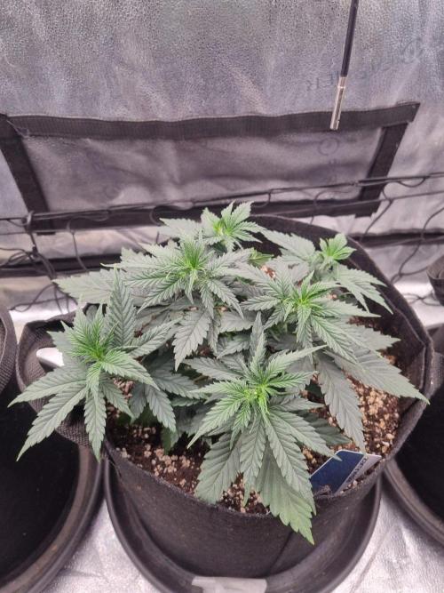 A New Generation Of Haze?!. Week 5 - D31