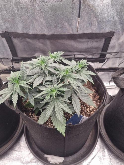 A New Generation Of Haze?!. Week 5 - D32