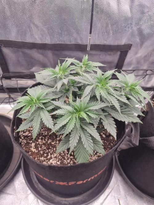 A New Generation Of Haze?!. Week 5 - D34