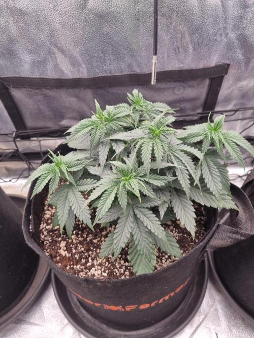 Master Series 4×2 Grow Tent (120×60×180 cm). Week 5