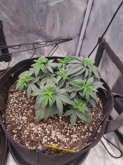There Is Cheese In My Waffles!. Week 5 - D29