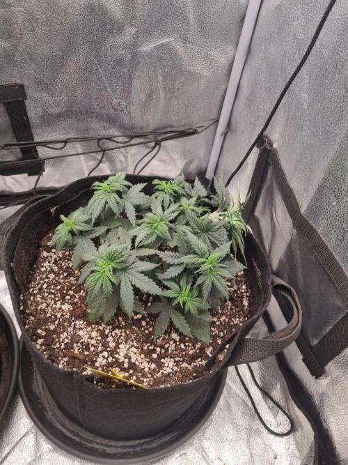 There Is Cheese In My Waffles!. Week 5 - D30