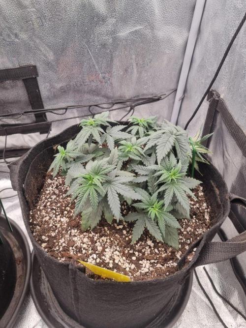 There Is Cheese In My Waffles!. Week 5 - D31