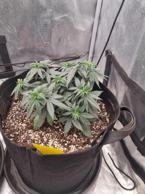 There Is Cheese In My Waffles!. Week 5 - D32