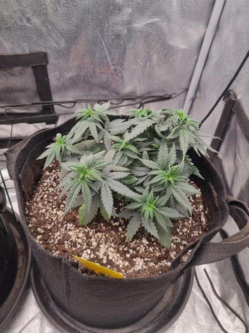 There Is Cheese In My Waffles!. Week 5 - D33