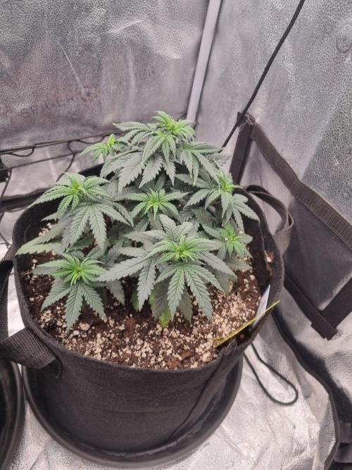 There Is Cheese In My Waffles!. Week 5 - D34