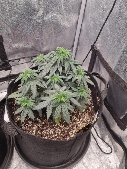 Master Series 4×2 Grow Tent (120×60×180 cm). Week 5