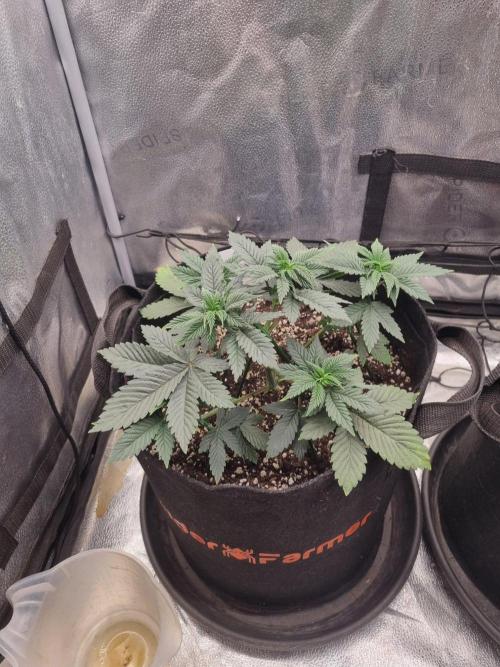 Brain Freeze Never Felt So Good!. Week 5 - D29