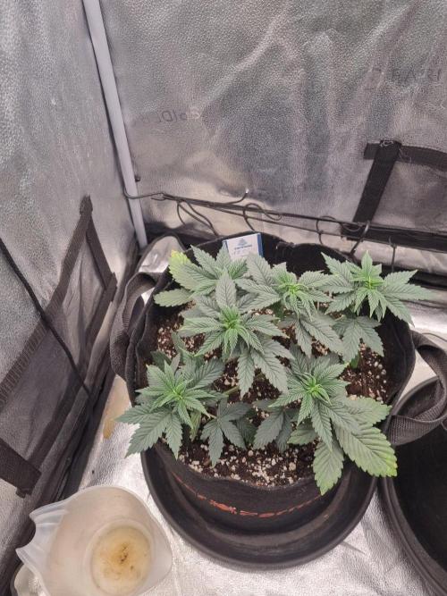 Brain Freeze Never Felt So Good!. Week 5 - D30