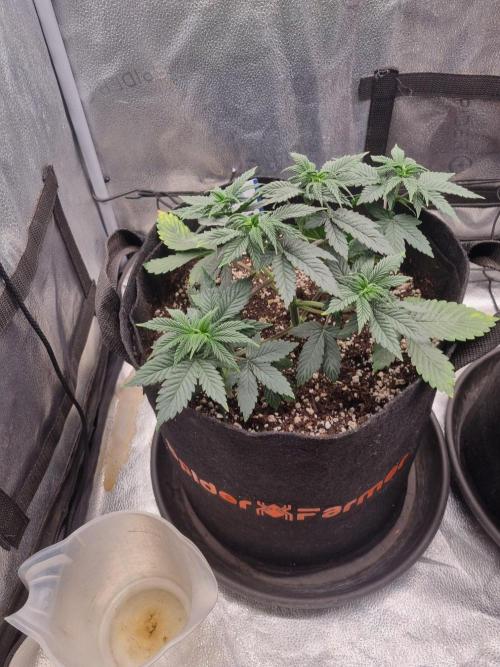 Brain Freeze Never Felt So Good!. Week 5 - D31
