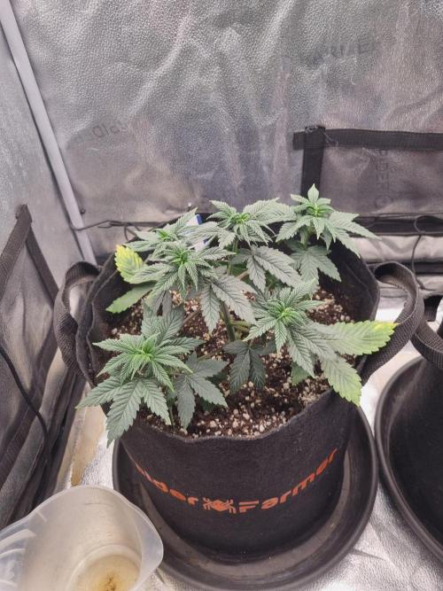 Brain Freeze Never Felt So Good!. Week 5 - D32