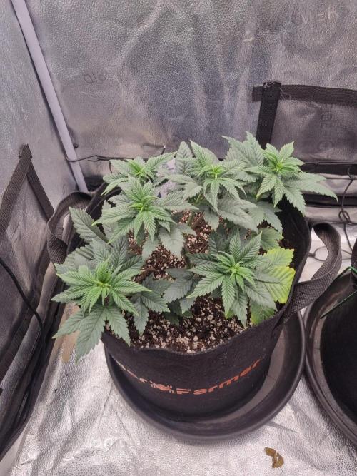 Brain Freeze Never Felt So Good!. Week 5 - D34