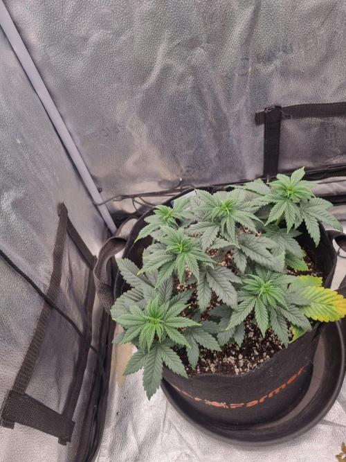 Lemon Cherry Gelato F1. Week 5