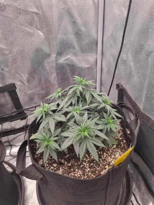 There Is Cheese In My Waffles!. Week 6 - D36