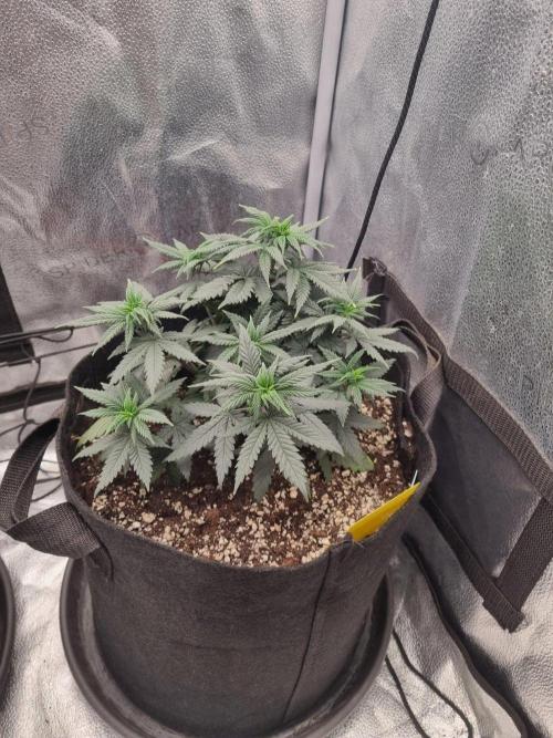 There Is Cheese In My Waffles!. Week 6 - D38