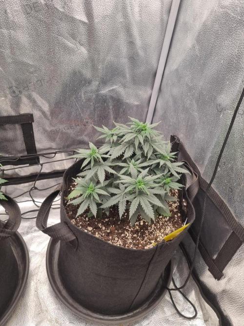 There Is Cheese In My Waffles!. Week 6 - D39