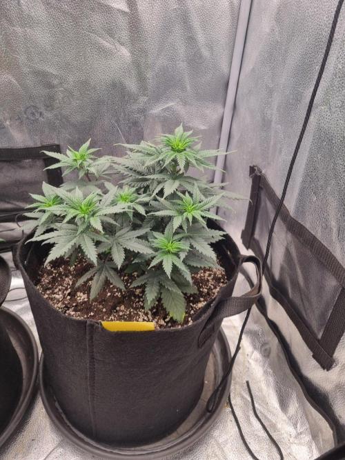 There Is Cheese In My Waffles!. Week 6 - D40
