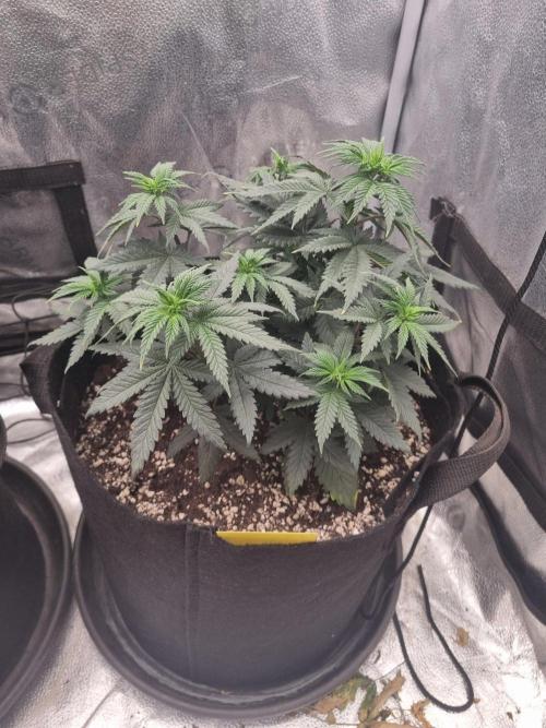 There Is Cheese In My Waffles!. Week 6 - D41