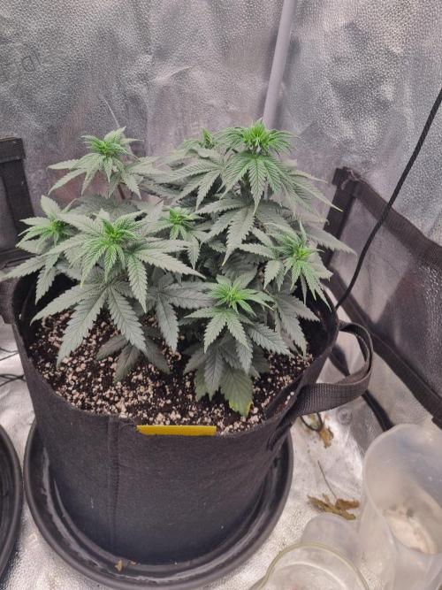 There Is Cheese In My Waffles!. Week 6 - D42