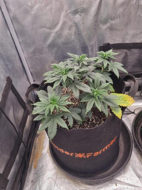 Brain Freeze Never Felt So Good!. Week 6 - D36