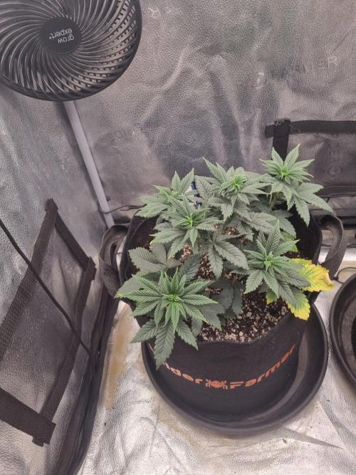 Brain Freeze Never Felt So Good!. Week 6 - D37