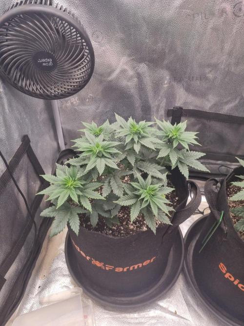 Brain Freeze Never Felt So Good!. Week 6 - D41