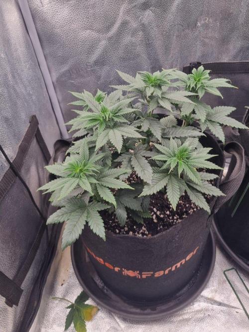 Brain Freeze Never Felt So Good!. Week 6 - D42