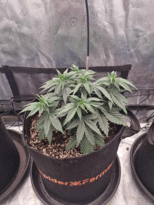 A New Generation Of Haze?!. Week 6 - D36
