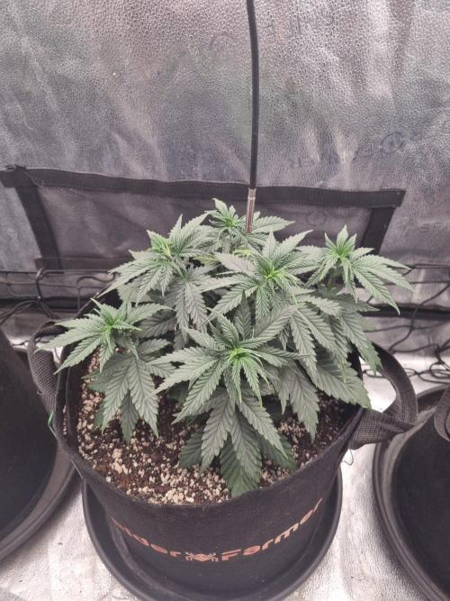 A New Generation Of Haze?!. Week 6 - D37