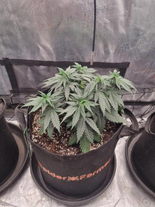 A New Generation Of Haze?!. Week 6 - D38