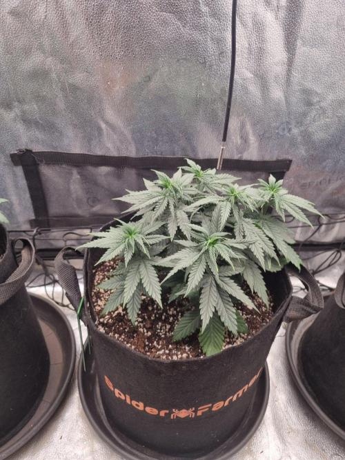 A New Generation Of Haze?!. Week 6 - D39