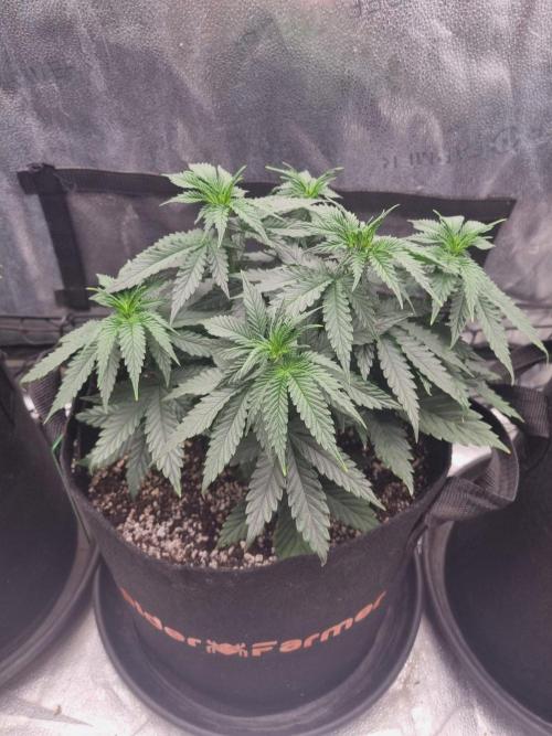 A New Generation Of Haze?!. Week 6 - D41