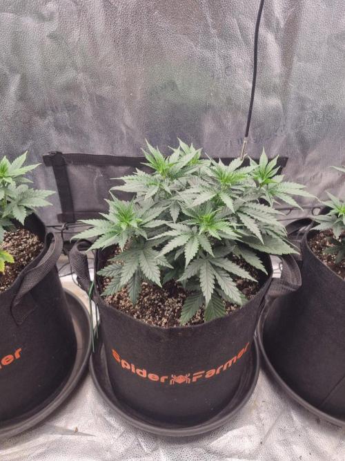 A New Generation Of Haze?!. Week 6 - D40