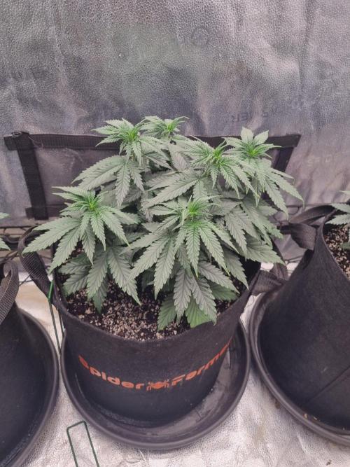 A New Generation Of Haze?!. Week 6 - D42