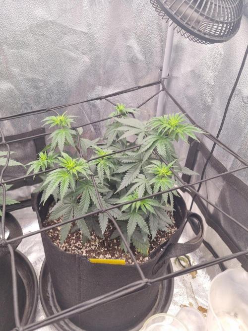 There Is Cheese In My Waffles!. Week 7 - D44